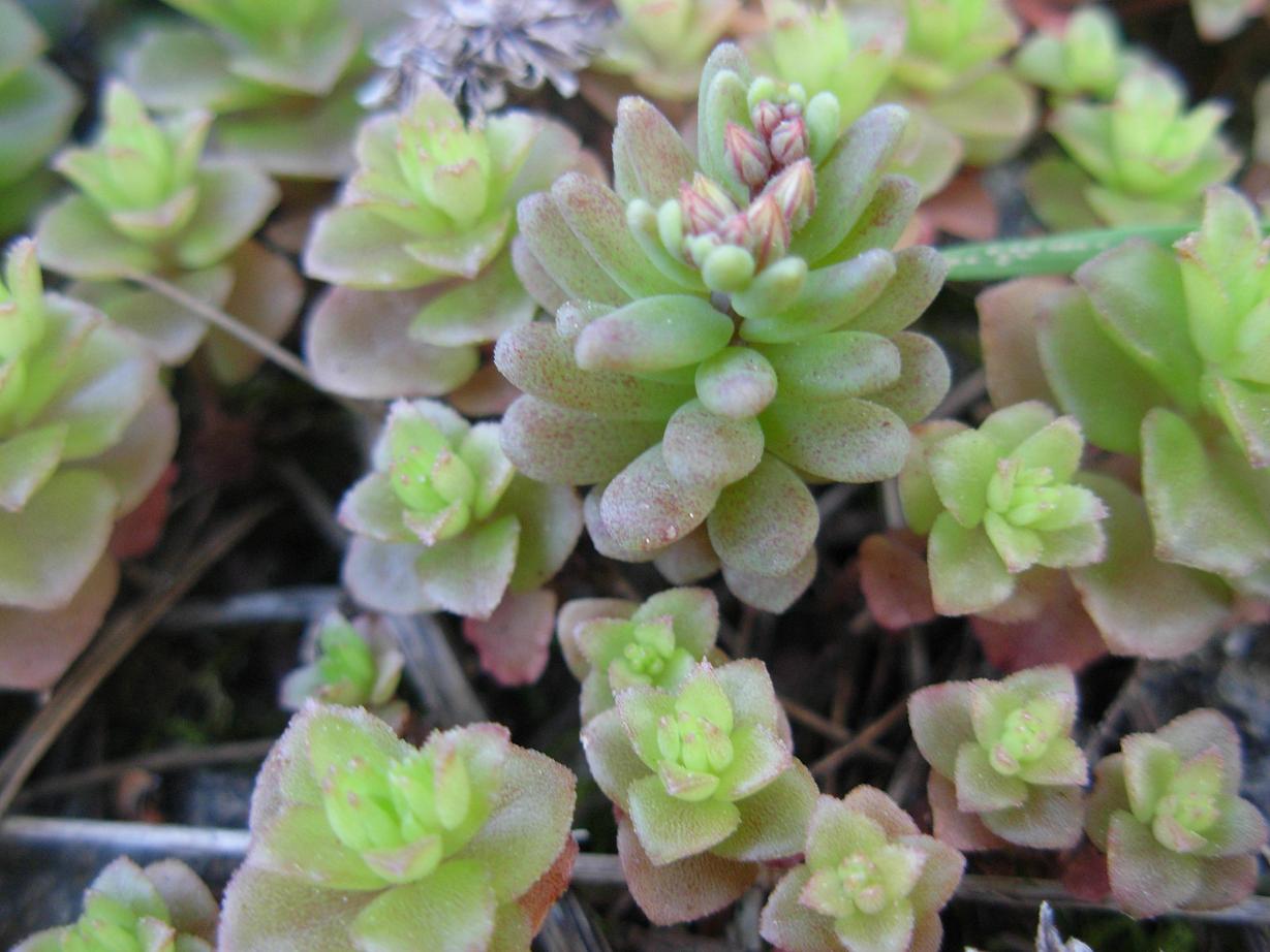 Sedum stellatum / Borracina spinosa ( e Sedum rubens L. )